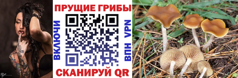 кракен ссылки  Глазов  Галлюциногенные грибы мицелий 