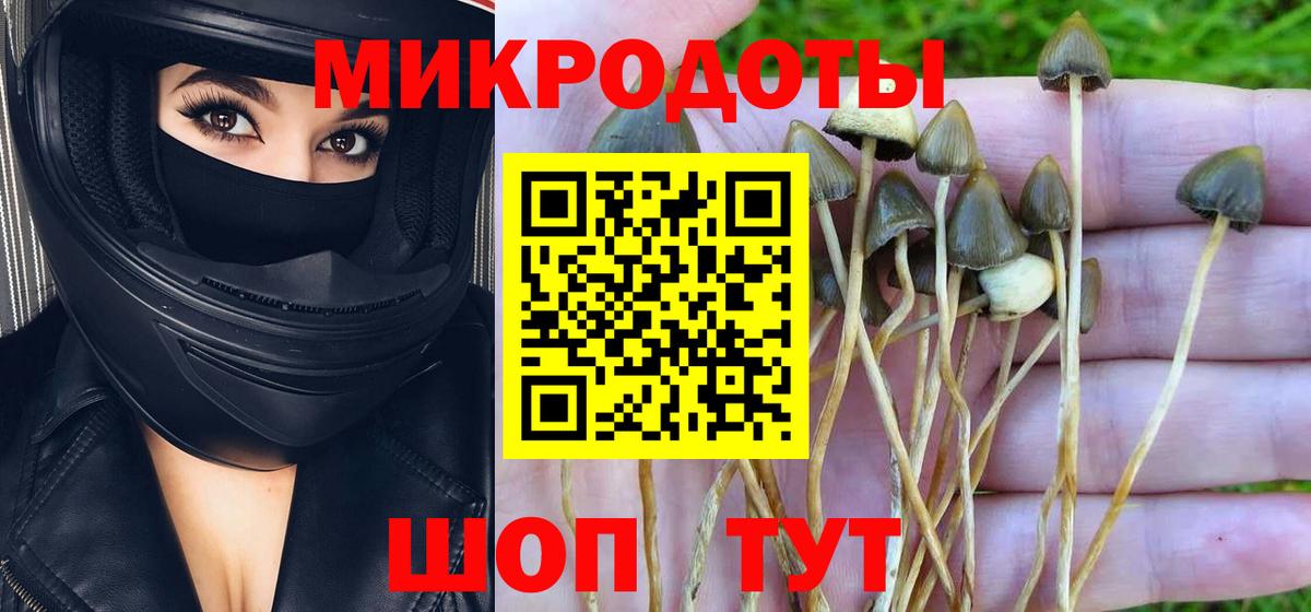Псилоцибиновые грибы Cubensis Глазов